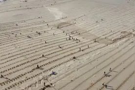 新疆3000人植树队征服沙漠！树种成活率达95%以上图片