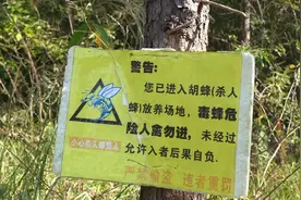 广西90后小伙合伙巧养“虎头蜂”带动村民共享百万利润图片