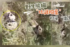 野生熊猫打斗“激烈”！原来是为“比武招亲”图片