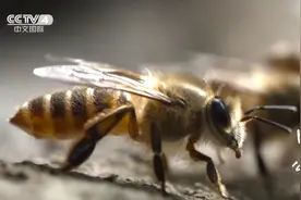 以巧制敌！蜜蜂振动发热烤死了胡蜂图片