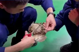“我很想飞！”猫头鹰宝宝夜闯119营地求救图片
