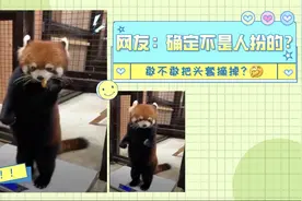 小熊猫边啃苹果边站着称重 这确定不是人扮的？图片