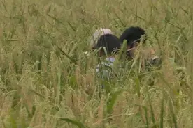 巨型水稻下养小龙虾：卖了龙虾再割水稻视频封面