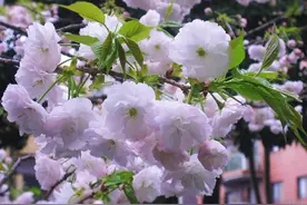 早安心语：一个华丽短暂的梦，一个残酷漫长的现实图片