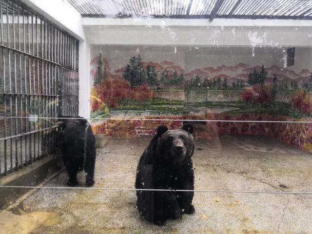 走，克个旧看熊大熊二~还有老虎、猴子、大象……攻略赶紧收下