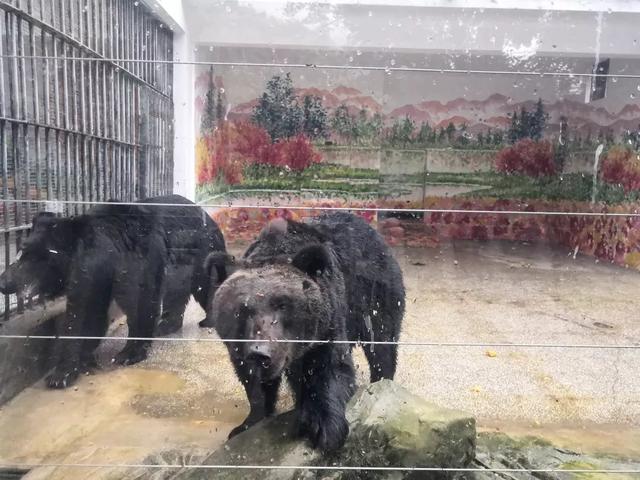 走，克个旧看熊大熊二~还有老虎、猴子、大象……攻略赶紧收下
