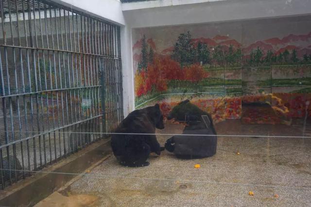 走，克个旧看熊大熊二~还有老虎、猴子、大象……攻略赶紧收下