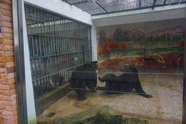 走，克个旧看熊大熊二~还有老虎、猴子、大象……攻略赶紧收下