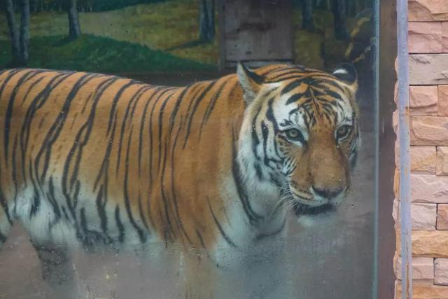 走，克个旧看熊大熊二~还有老虎、猴子、大象……攻略赶紧收下