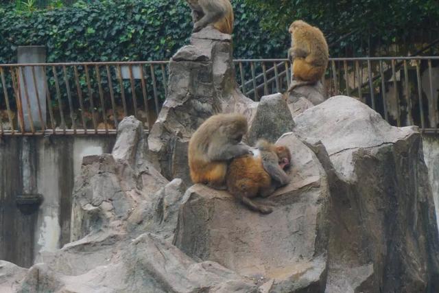 走，克个旧看熊大熊二~还有老虎、猴子、大象……攻略赶紧收下