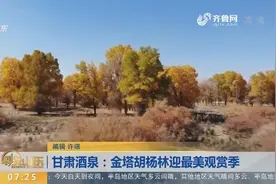 去甘肃酒泉金塔胡杨林 欣赏西北最大人工胡杨林景区美丽的景色视频封面