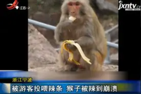 浙江宁波：被游客投喂辣条 猴子被辣到崩溃