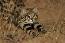 奶凶奶凶的！世界上体型最小的猫，竟能撂翻一只长颈鹿？图片