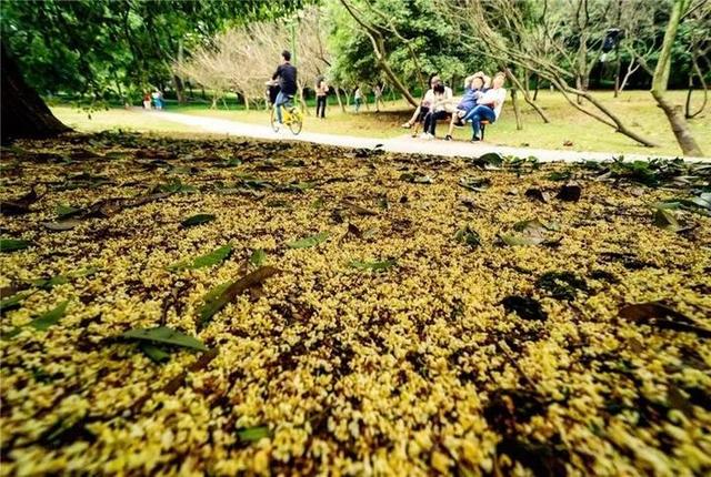 35年前9441个杭州人一眼相中它 杭州“市花”这么来的