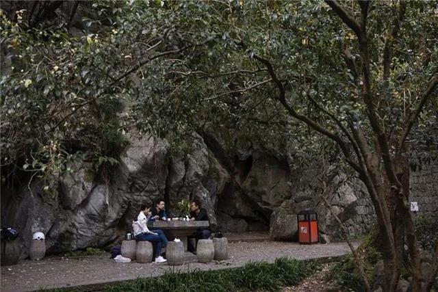 35年前9441个杭州人一眼相中它 杭州“市花”这么来的