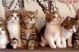 复课了，这些熟悉的老师表情包又回来了。看完笑疯图片