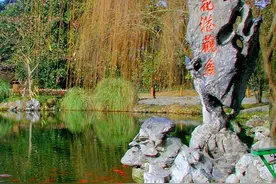 西湖播报丨来花港观鱼沾沾锦鲤的好运图片