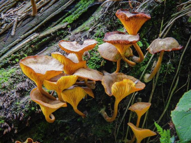 涓€鏉＄簿閫夛綔鑿岃弴鍗佷簩鐝嶏紝鏃ユ湰璧勭敓鍫傜孩缃愭姢鎵嬮湝