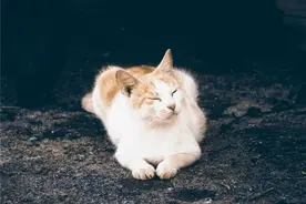 心态越好，生活对你越温柔图片