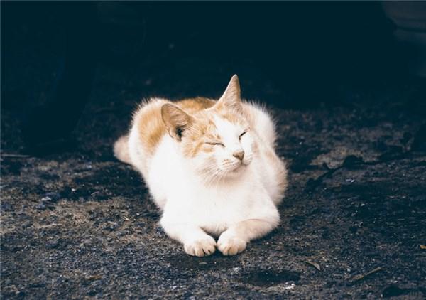 ʺϷȦľӣģٶ