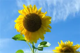 伤感心情句子，多亏了你的绝情，让我明白一切都是自作多情图片