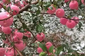 烟台威海突降冰雹，枝头红苹果被砸伤视频封面