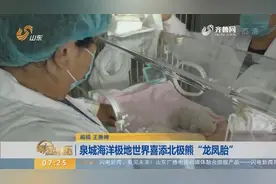 北极熊生在了济南！北极熊“莎莎“诞下“龙凤胎” “姐姐”708克视频封面