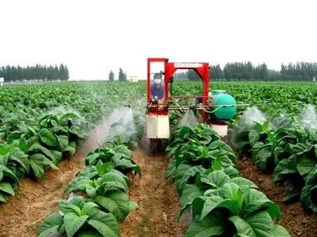 为什么要打叶面肥？怎么打？今天终于讲明白了