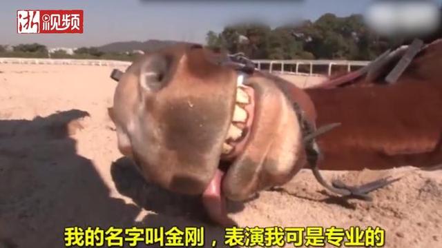 马场无敌版破解版（韩国一马场现戏精 只要骑它就倒地装死）