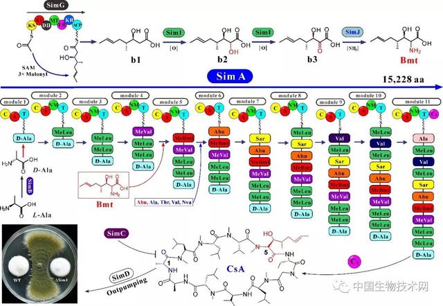 研究揭示环孢霉素合成机理及生物学功能