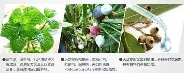 新西兰蜂胶 2026年新西兰蜂胶哪个品牌好