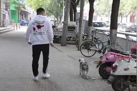男子捡狗幽默寻主人：求带走，不然煲汤视频封面