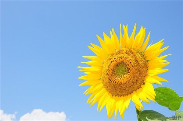 句句精辟的正能量句子，致人生路上负重前行的你