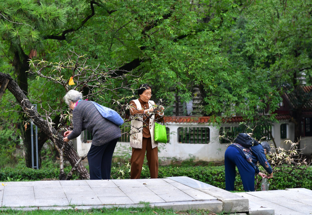 满枝桃胶虽剔透，直接采食却对身体无益