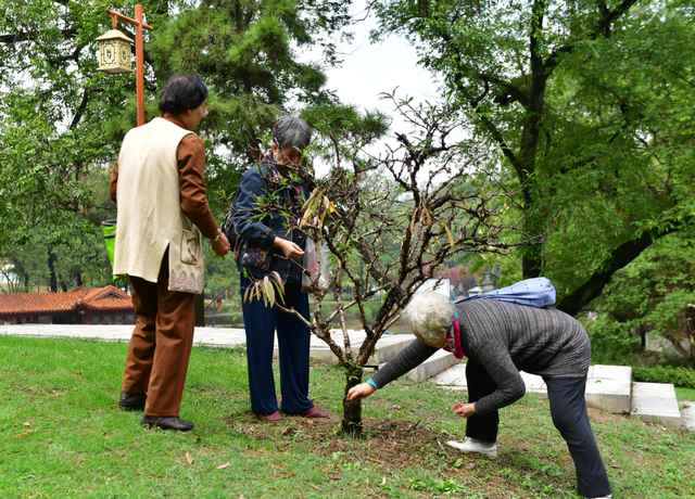 满枝桃胶虽剔透，直接采食却对身体无益