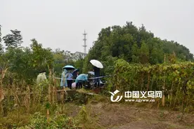少年田间玩耍发现一具白骨 义乌警方3天揭开8年前的情杀案图片