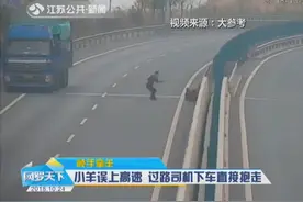 小羊误上高速，过路司机立即下车直接抱走，结果亏大了视频封面