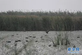 杭州湾湿地的落日秋韵图片