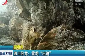 四川卧龙：雪豹“出镜”视频封面