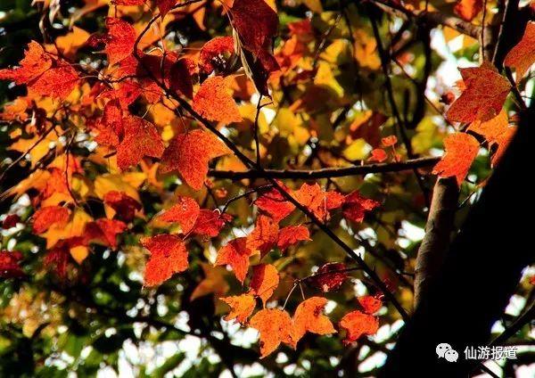 仙游蜚山红叶 美醉了的南国秋色
