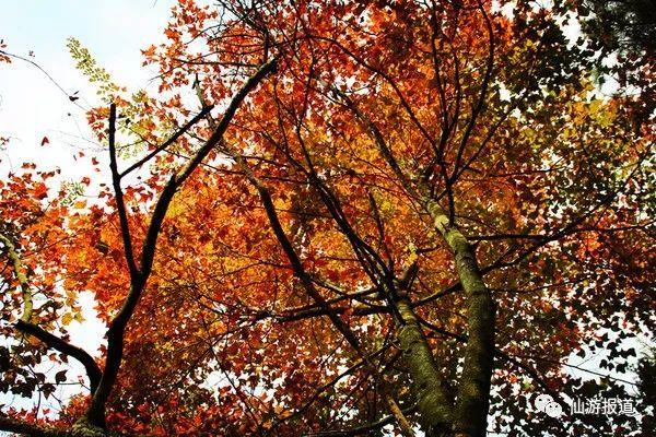仙游蜚山红叶 美醉了的南国秋色