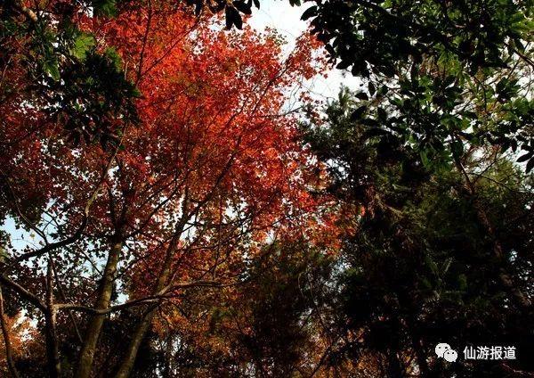仙游蜚山红叶 美醉了的南国秋色