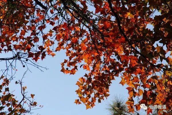 仙游蜚山红叶 美醉了的南国秋色