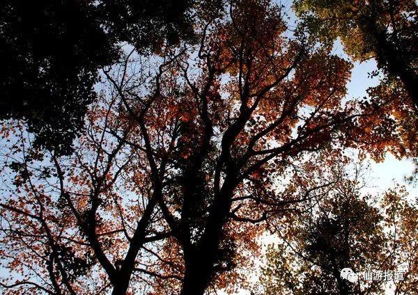 仙游蜚山红叶 美醉了的南国秋色