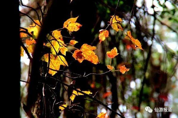 仙游蜚山红叶 美醉了的南国秋色