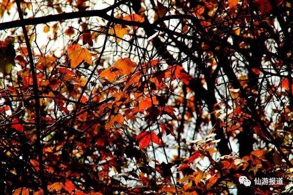 仙游蜚山红叶 美醉了的南国秋色