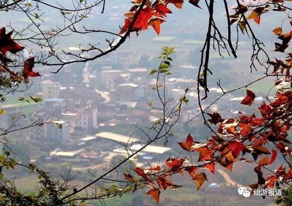 仙游蜚山红叶 美醉了的南国秋色