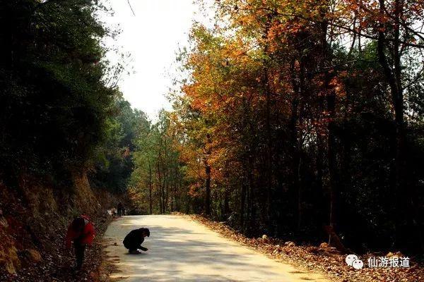 仙游蜚山红叶 美醉了的南国秋色