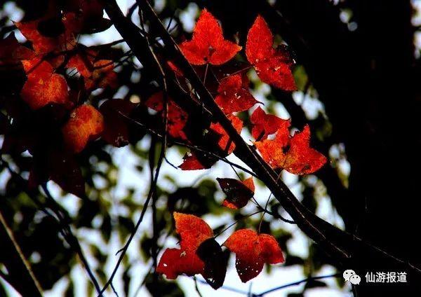 仙游蜚山红叶 美醉了的南国秋色