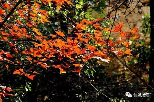 仙游蜚山红叶 美醉了的南国秋色